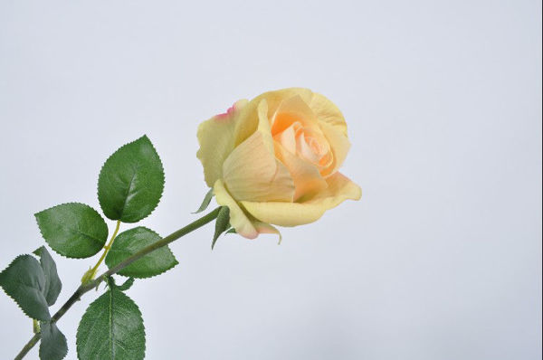 Billede af Støvet gul Rose