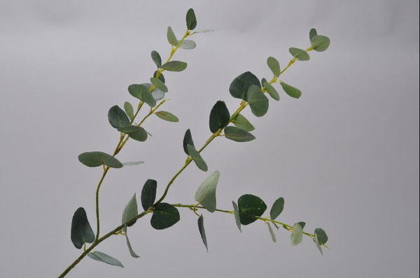 Billede af Grøn Eucalyptus
